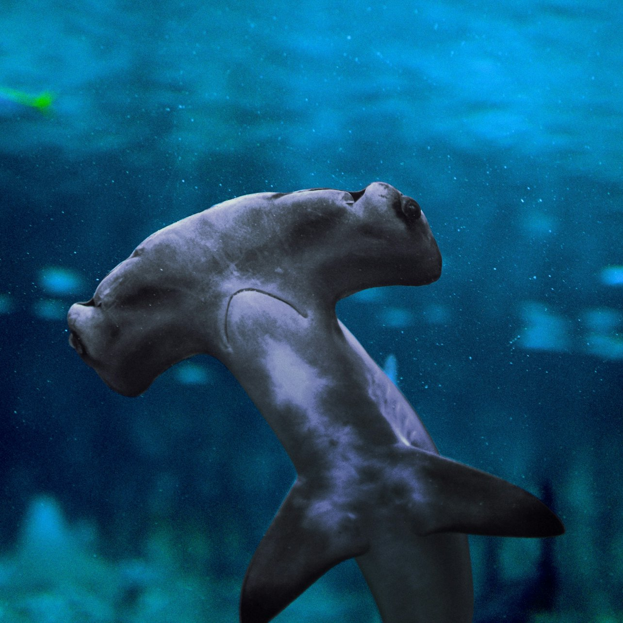 The National Aquarium Abu Dhabi: VIP Package - Photo 1 of 6